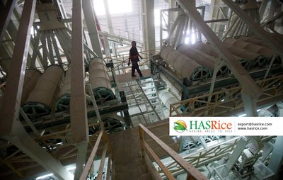 Technician inspecting rice quality on the processing line