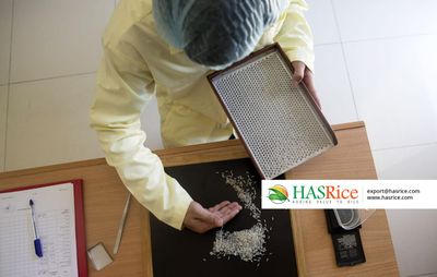 Technician sampling milled rice for quality grading