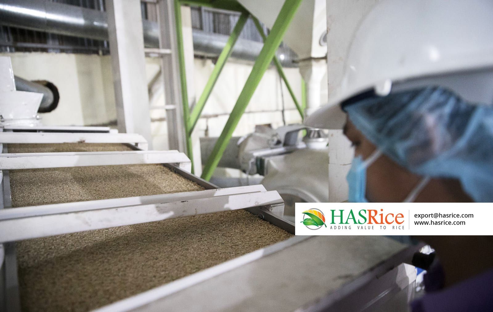 Worker grading and de-stoning paddy on the cleaning line