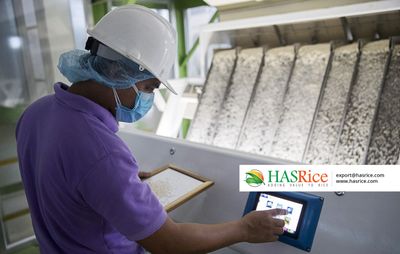 Operator feeding rice into the milling line while monitoring the screen